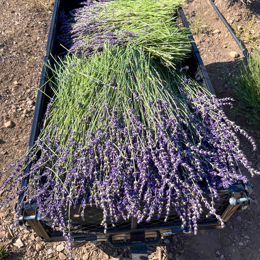 6-Week Summer Plus Subscription