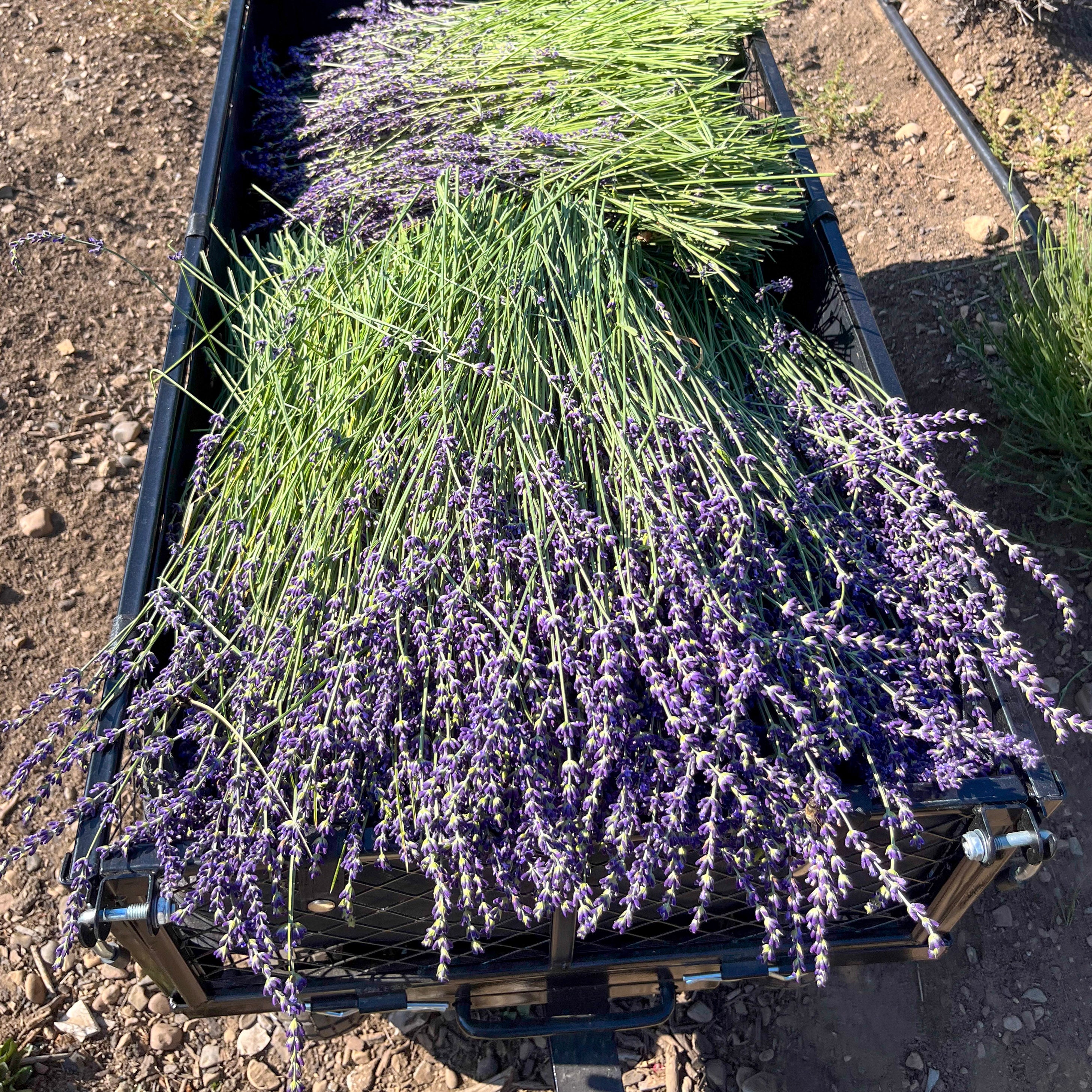 6-Week Summer Plus Subscription