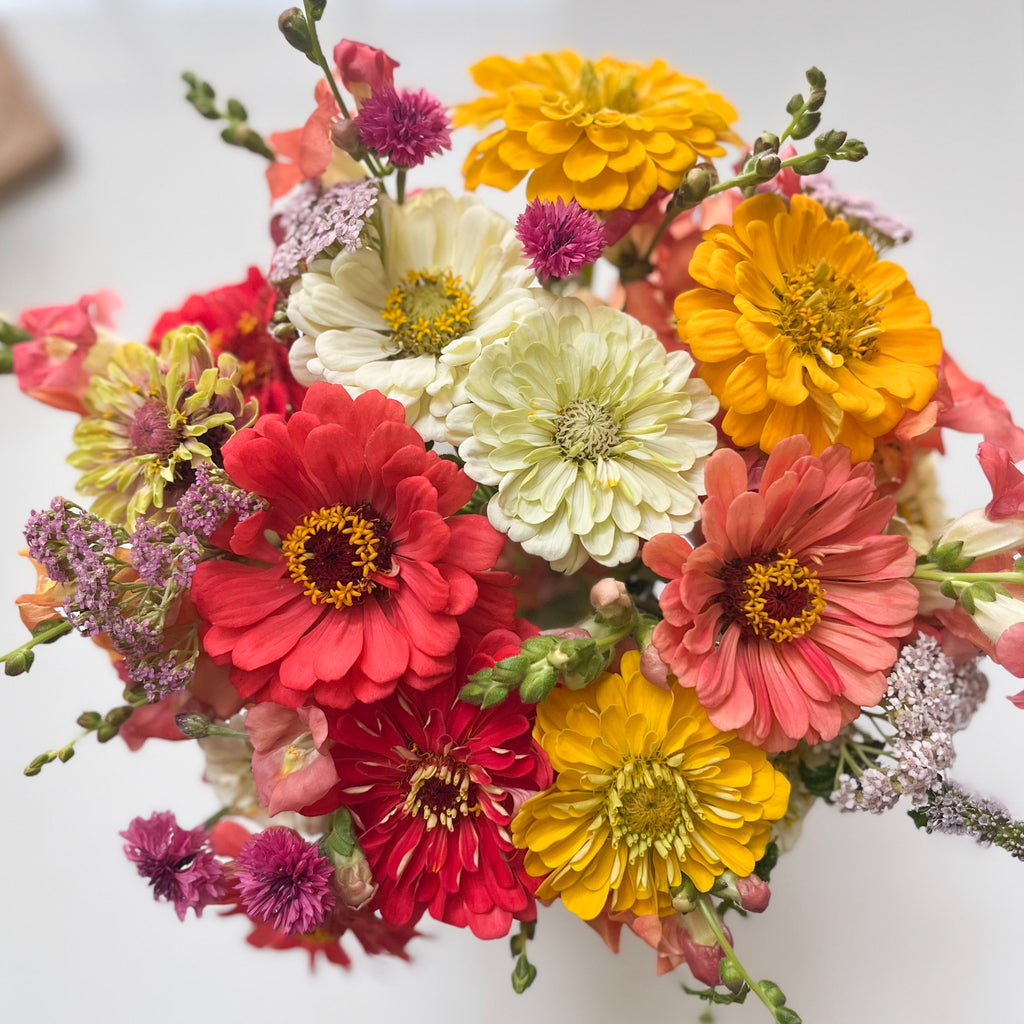 6-Week Summer Subscription