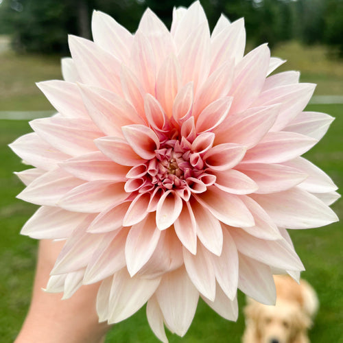 Seasonal Flower Bouquet
