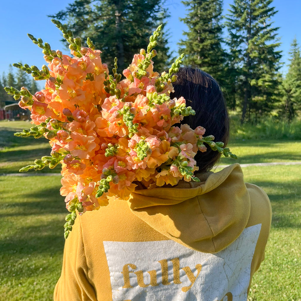 6-Week Summer Subscription