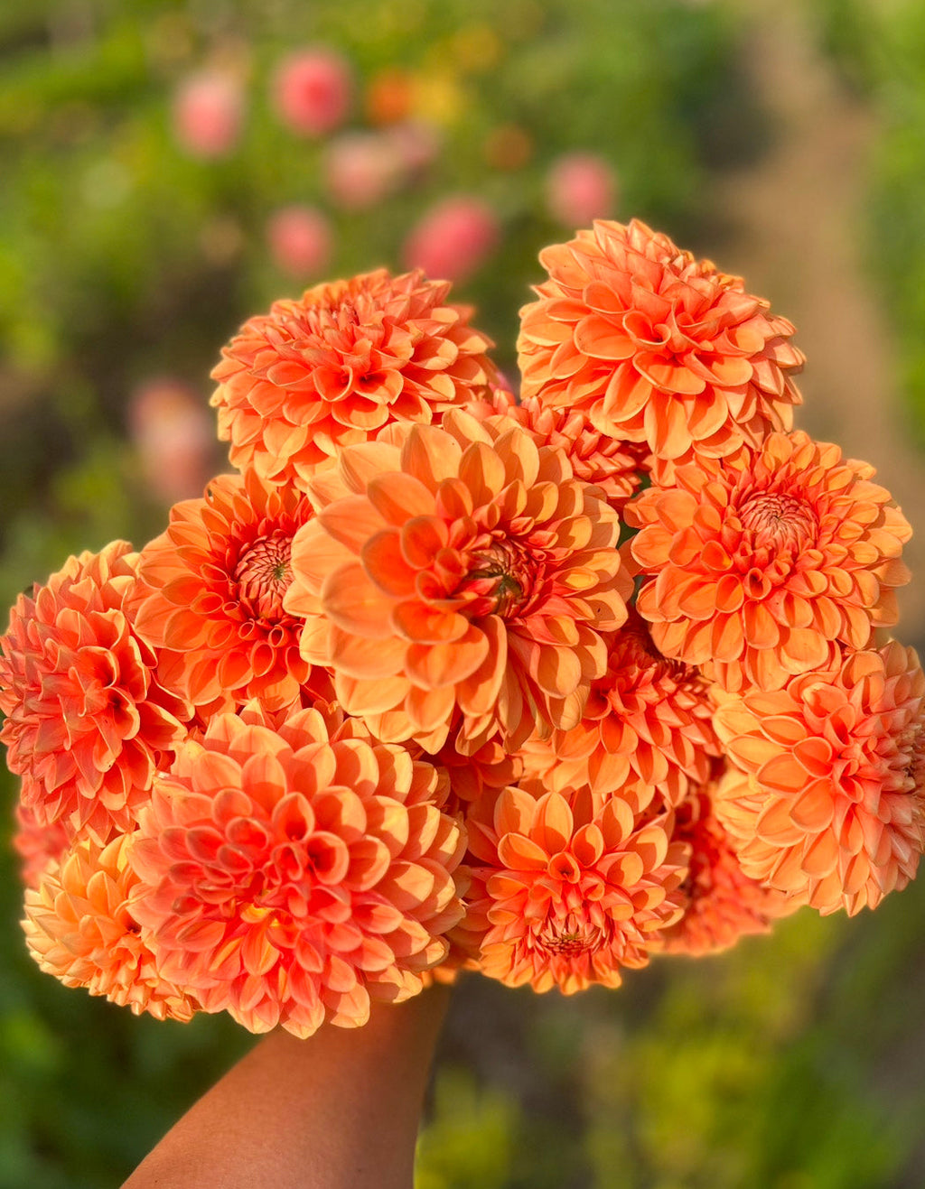 6-Week Summer Plus Subscription