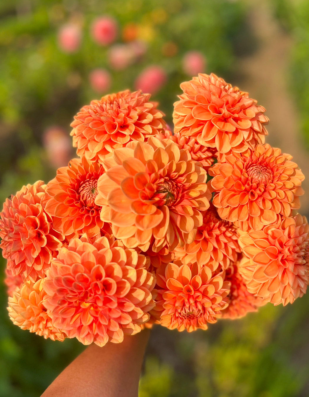 6-Week Summer Plus Subscription